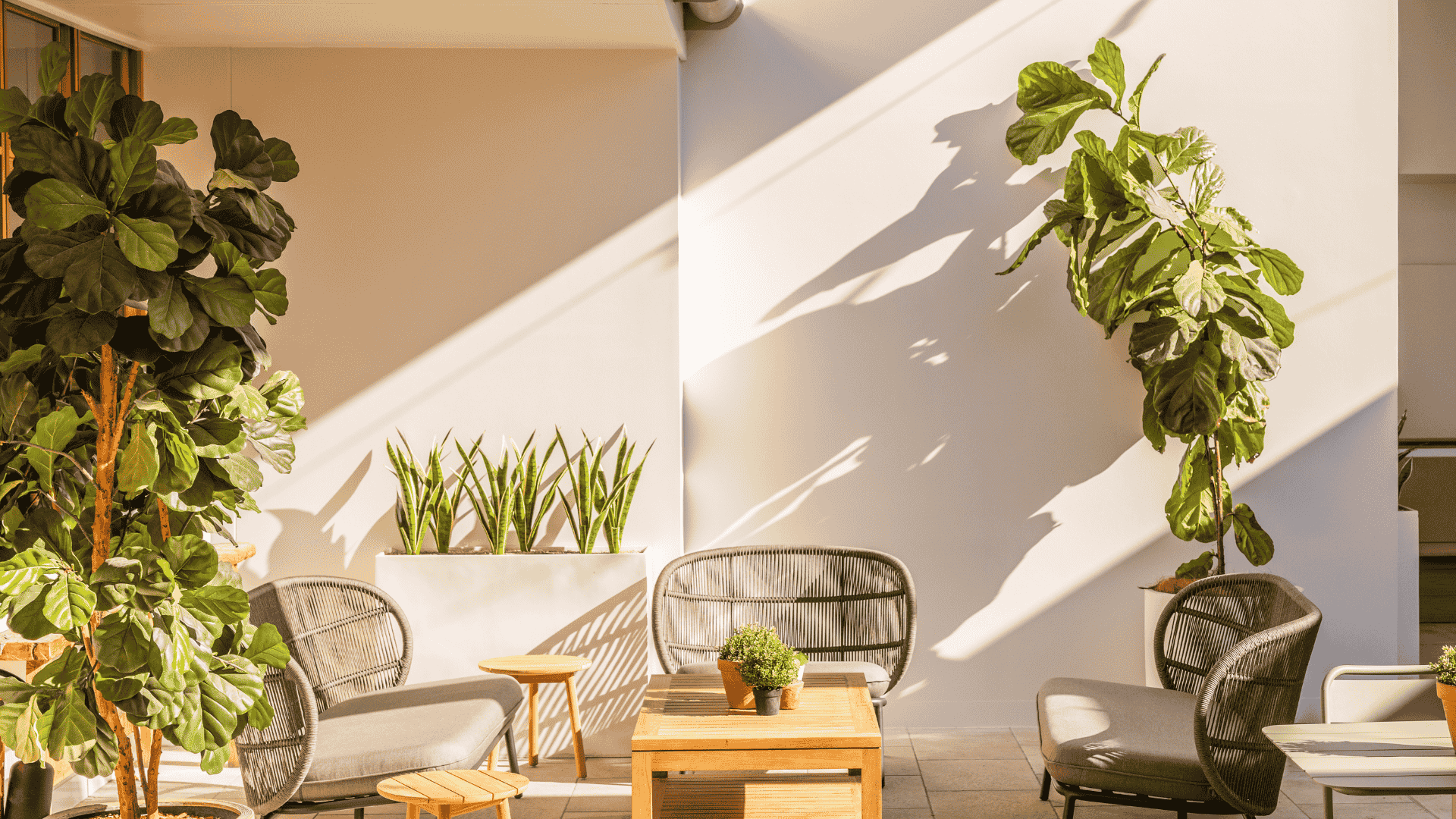 a bright outdoor courtyard with woven lounge chairs, wooden tables and large indoor plants